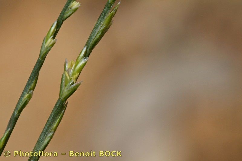 Narduroides salzmannii bark