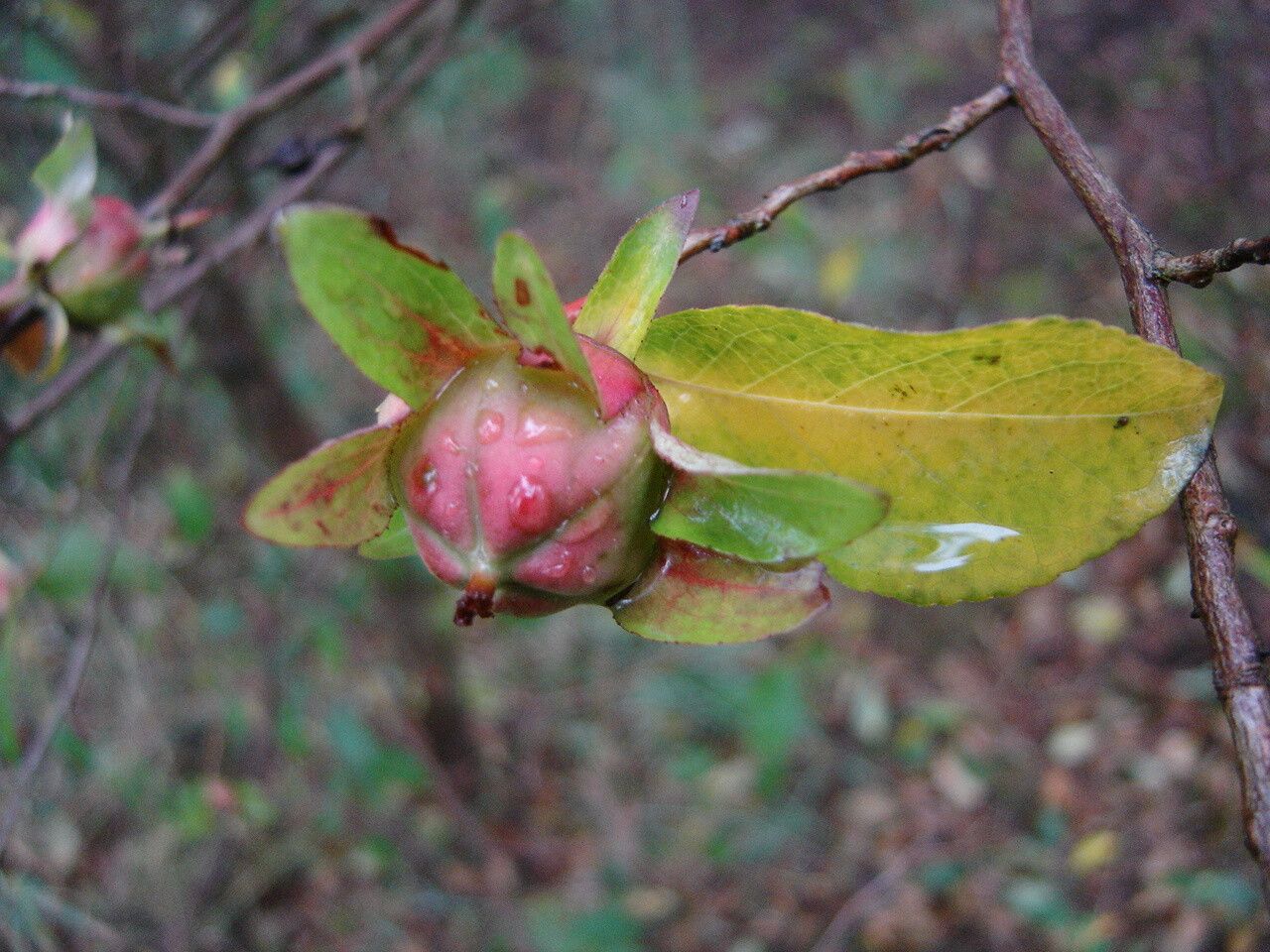 Stewartia serrata fruit