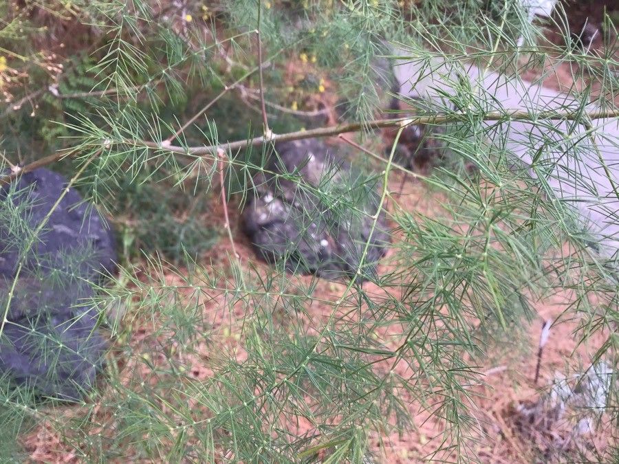 Digitalis isabelliana — search result for 'Digitalis'