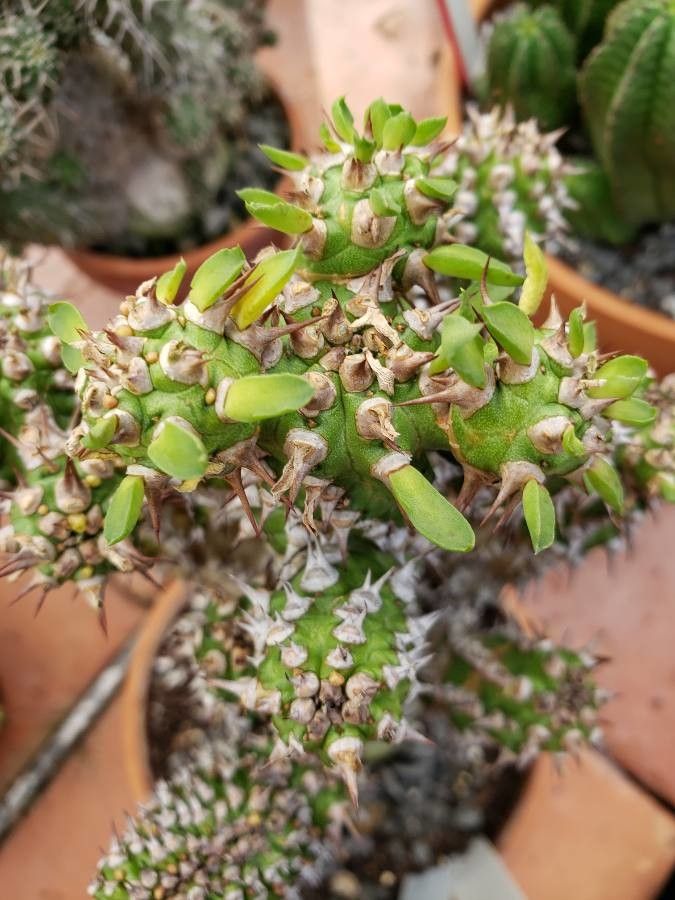 Euphorbia phillipsiae — houseplant care guide