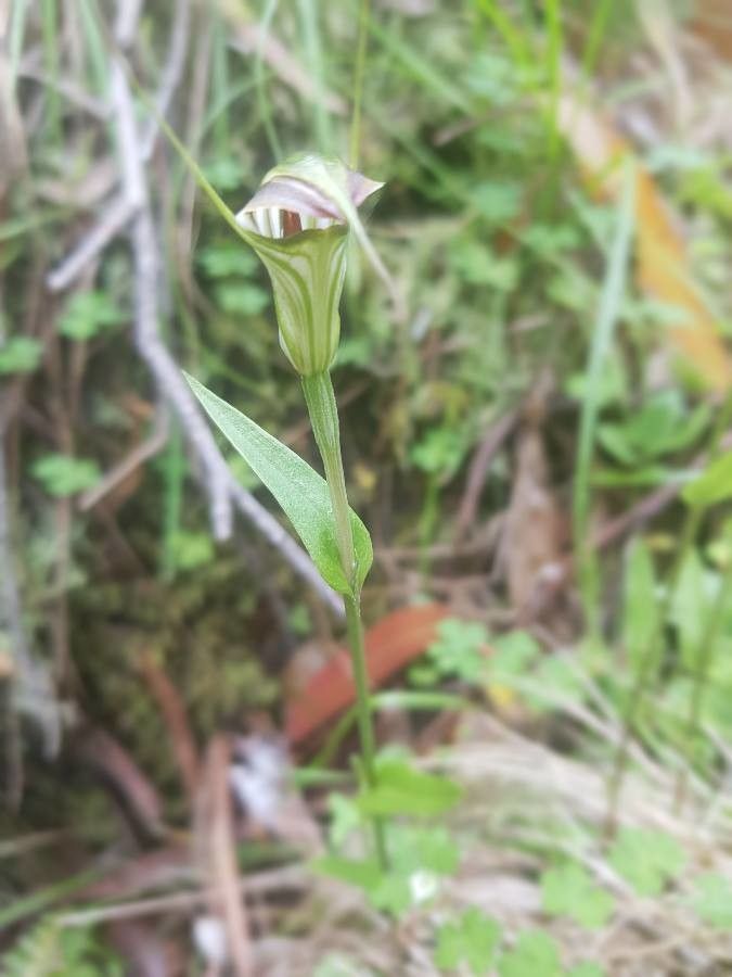 Pterostylis ophioglossa — houseplant care guide