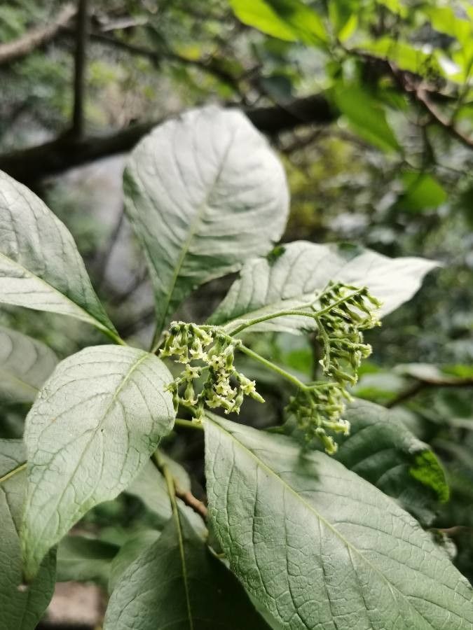 Tournefortia acutiflora — related species from the same genus