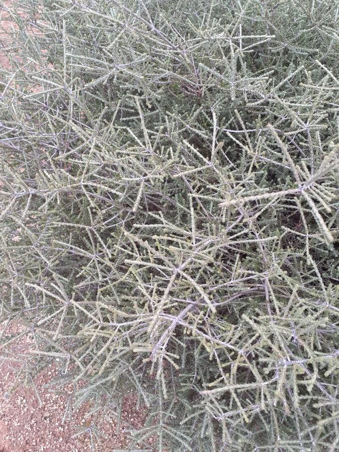 Beaufortia squarrosa — houseplant care guide