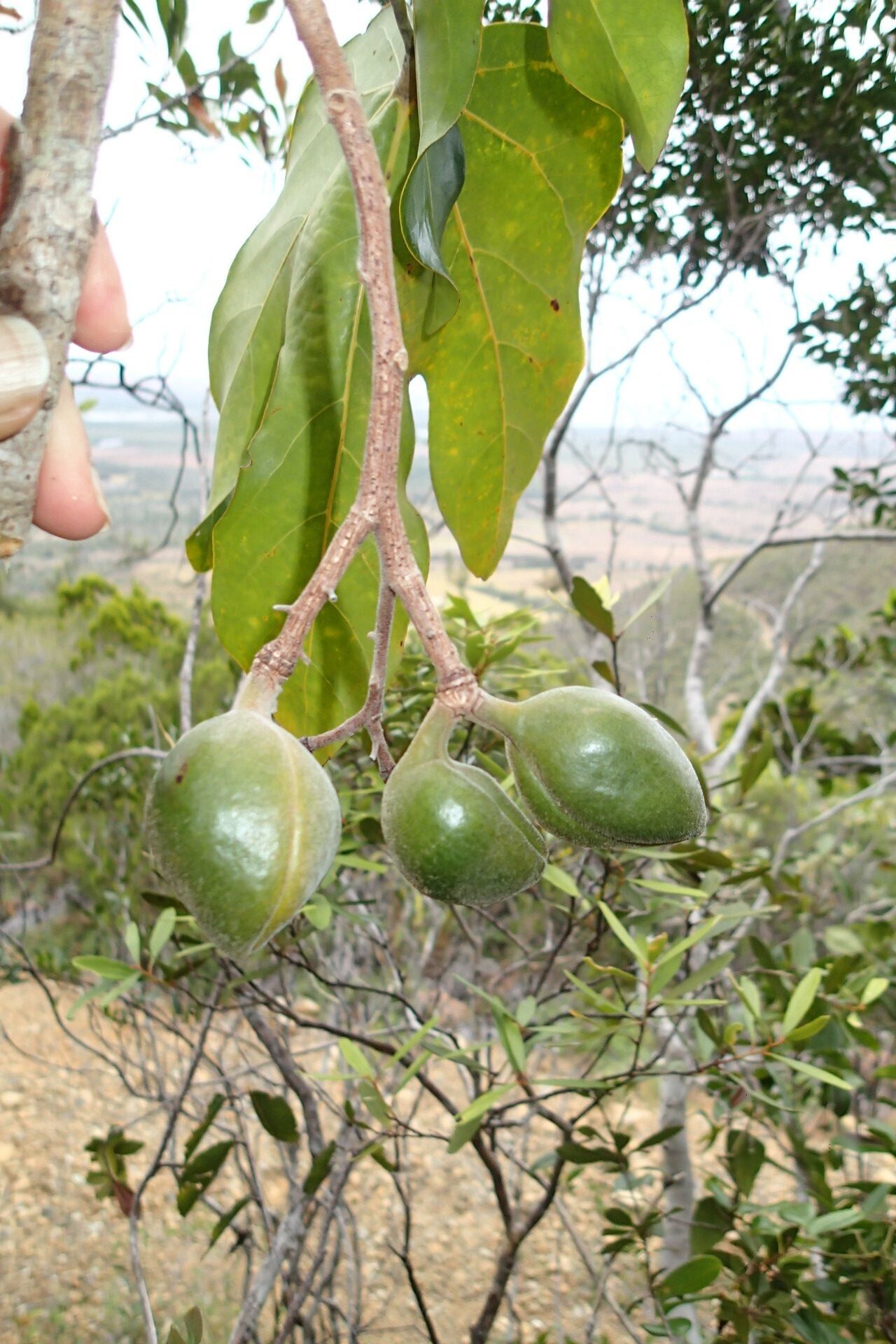 Acropogon jaffrei fruit