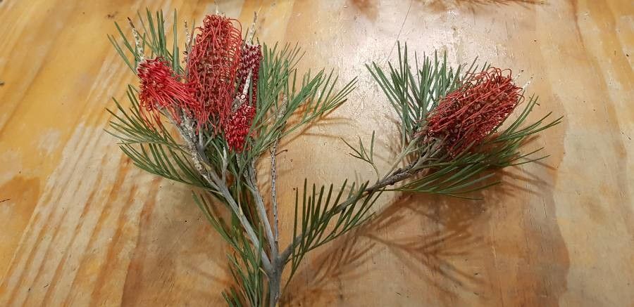 Grevillea tetragonoloba leaf