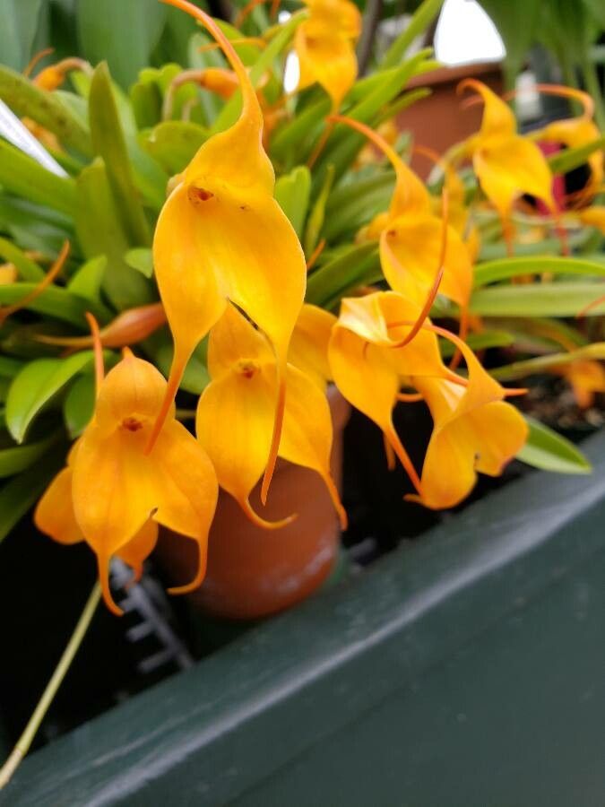 Maxillaria attenuata flower