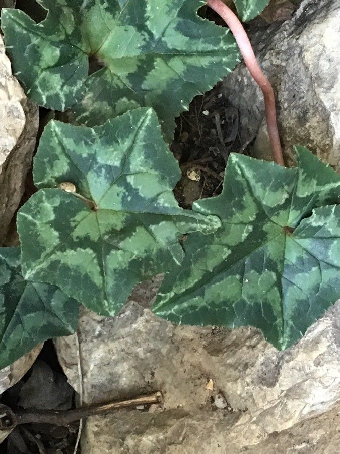 Cyclamen intaminatum — search result for 'Cyclamen'