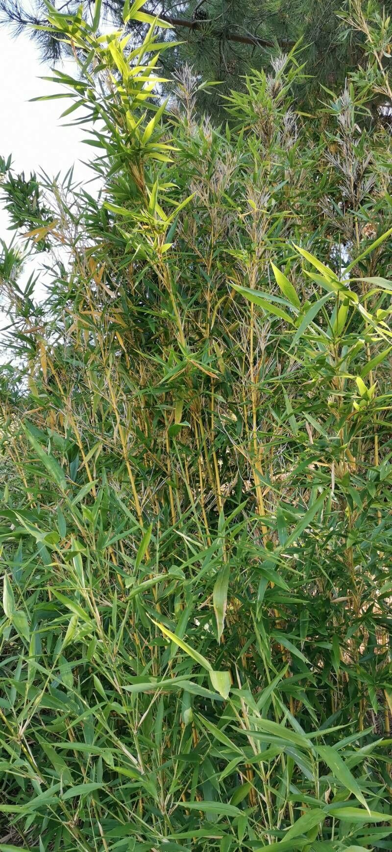 Semiarundinaria okuboi habit