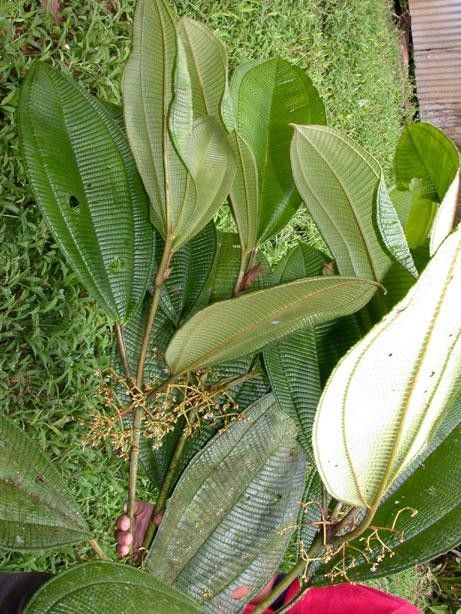 Miconia solearis other
