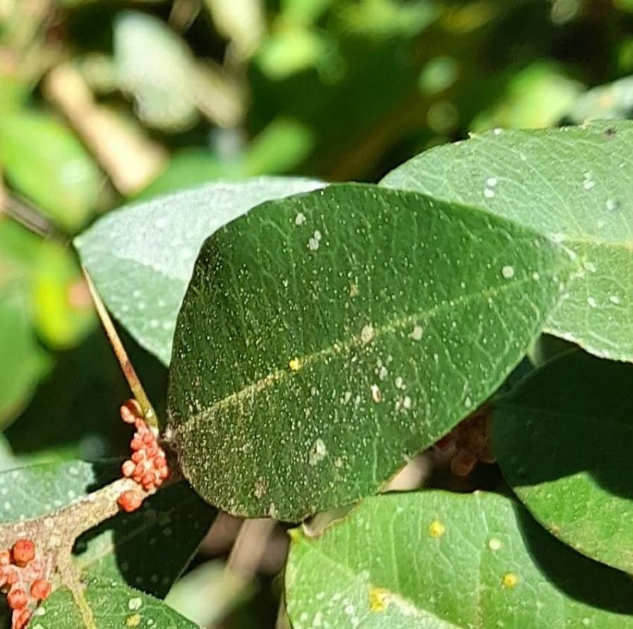 Castela tweediei leaf