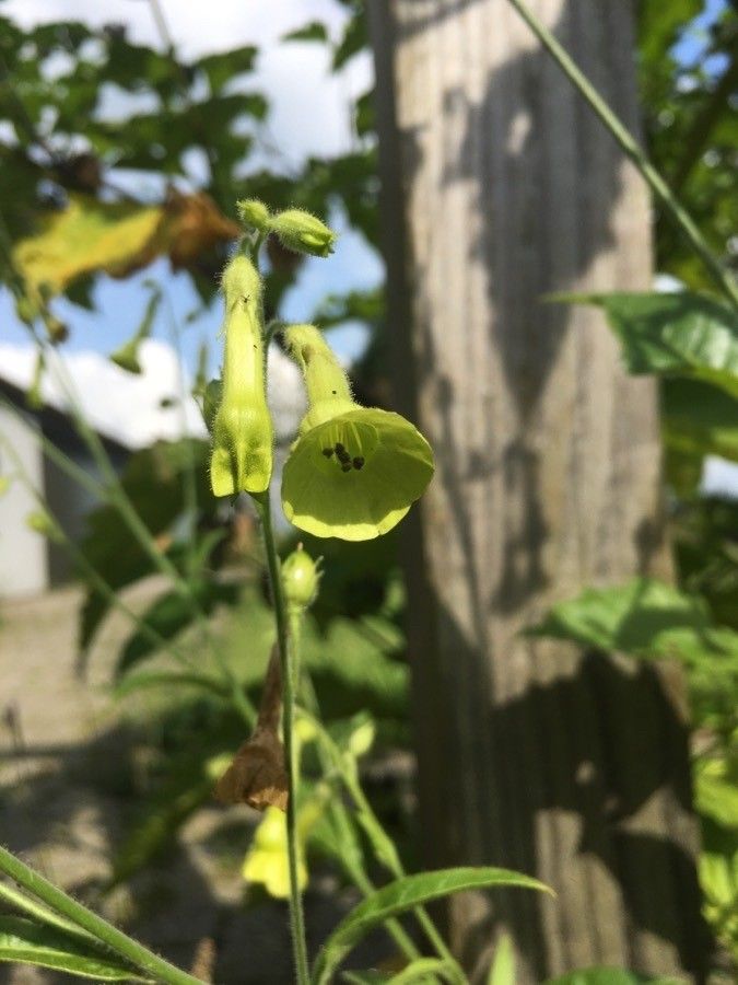 Nicotiana rustica flower