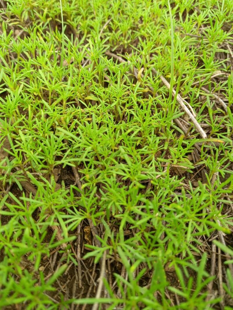 Tagetes foeniculacea leaf