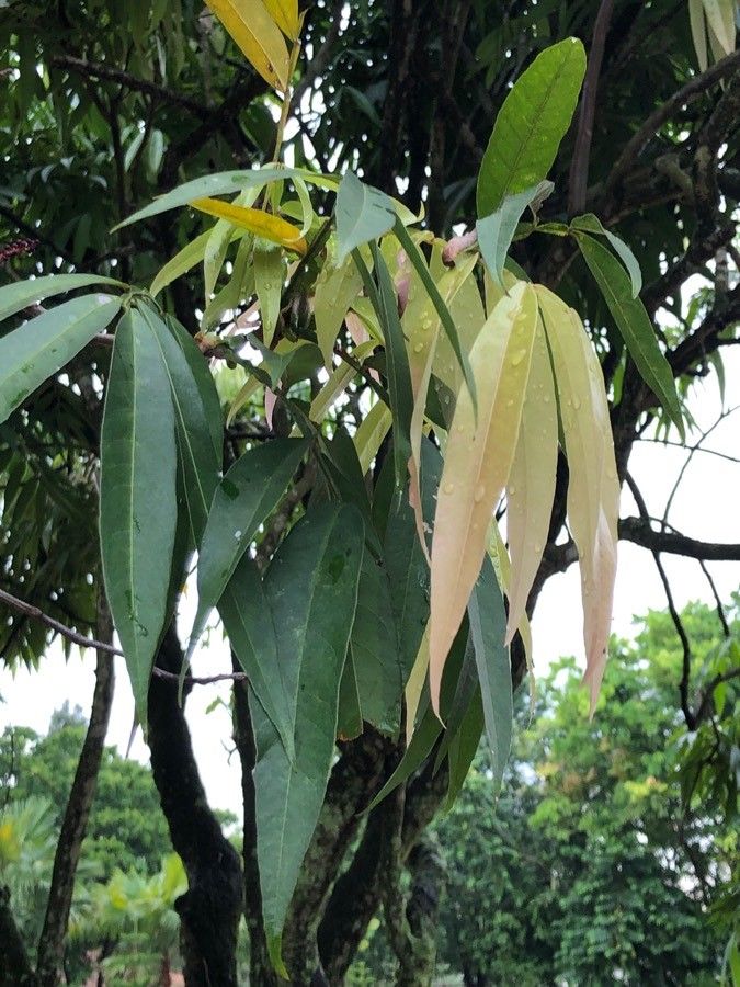 Lepisanthes alata — related species from the same genus