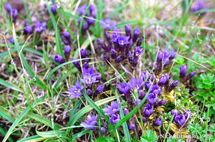 Gentiana nipponica — houseplant care guide