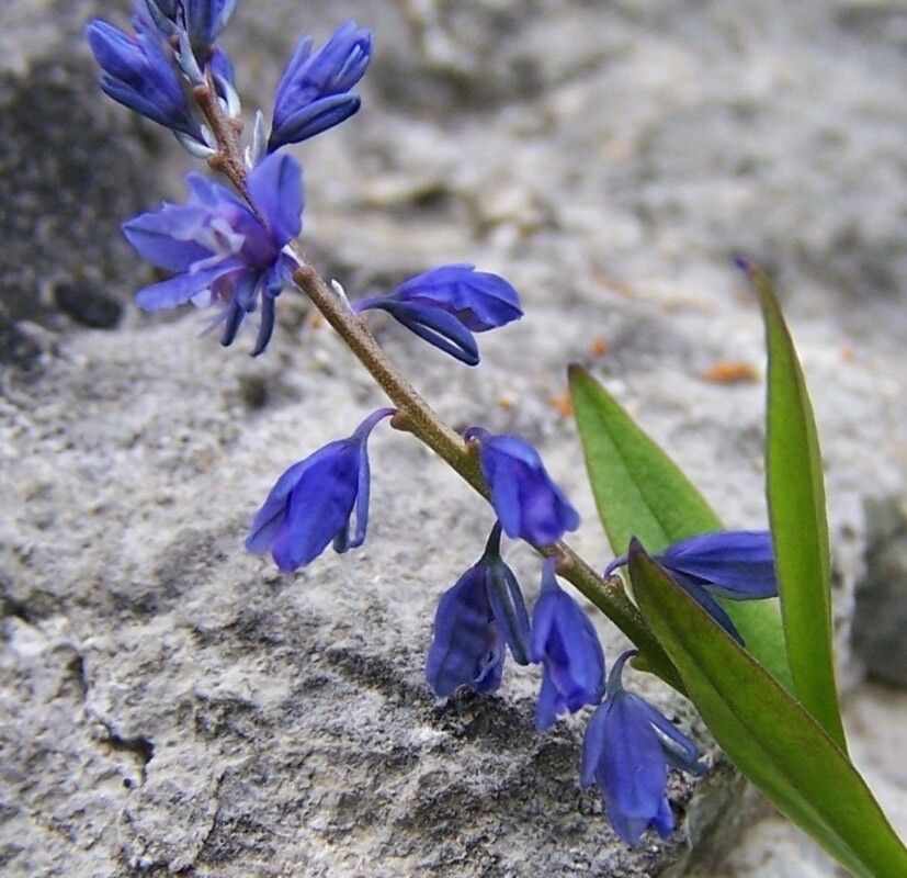 Polygala amara flower