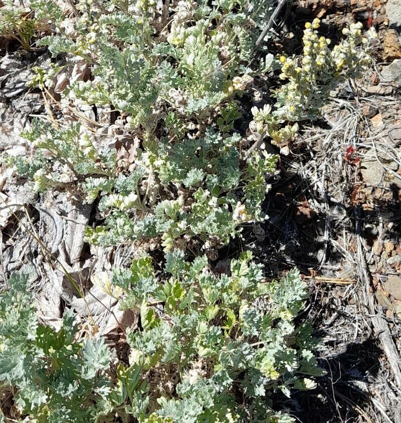 Artemisia magellanica habit