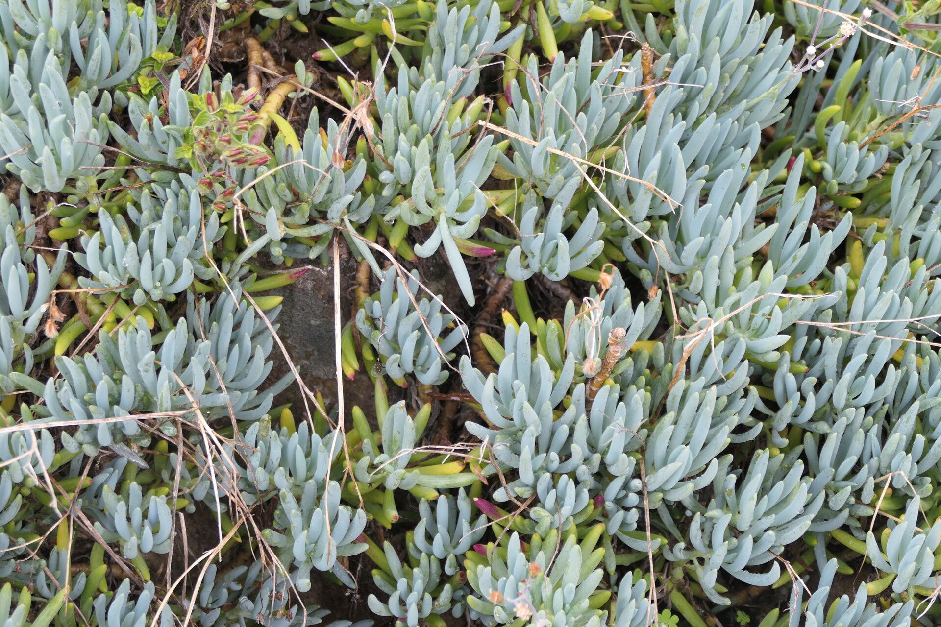 Curio crassulifolius habit