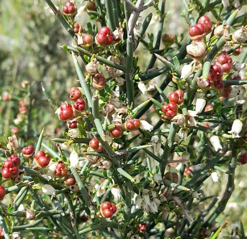 Discaria americana fruit