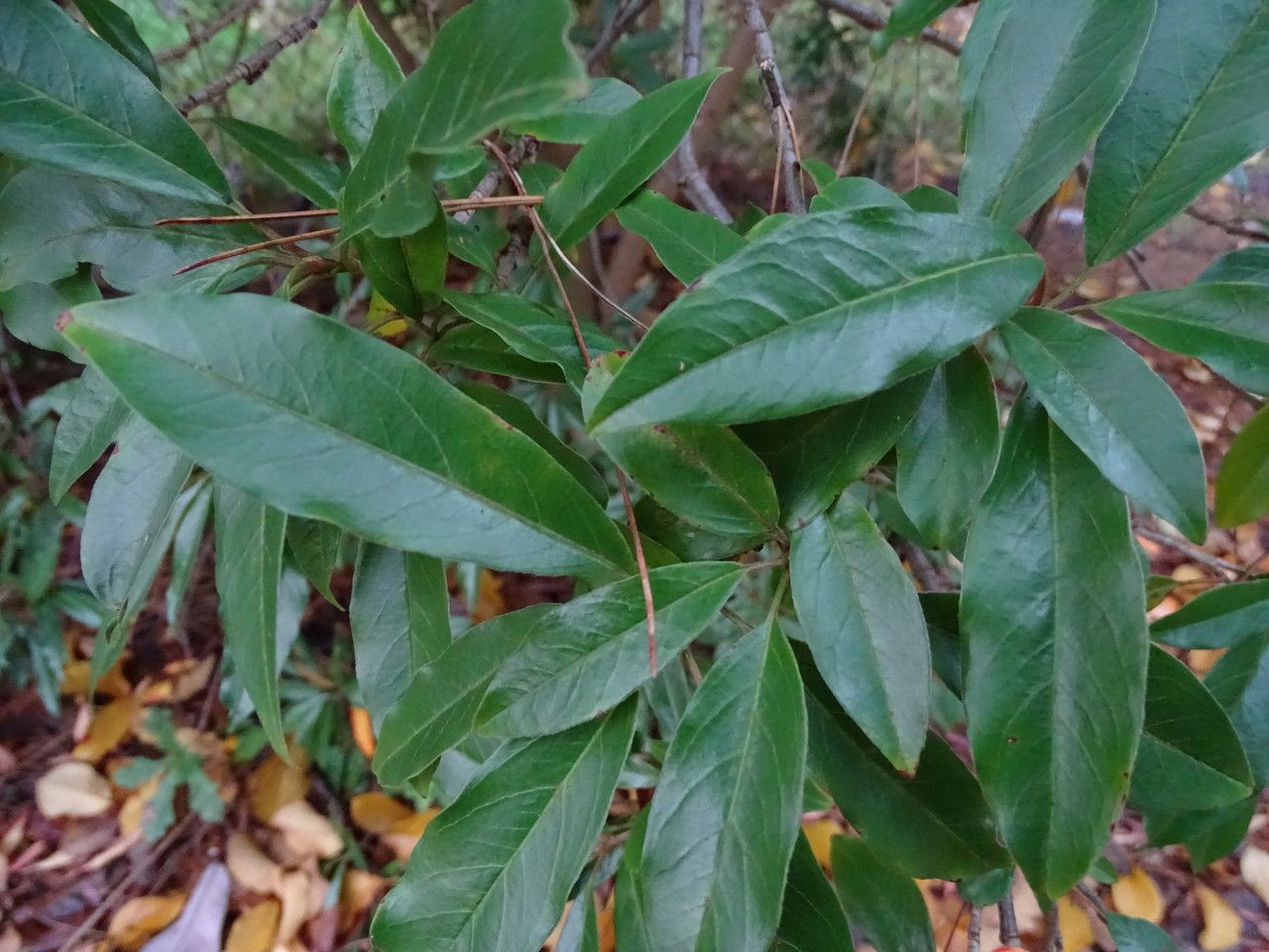 Photinia davidiana leaf