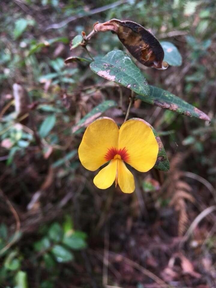 Platylobium formosum flower