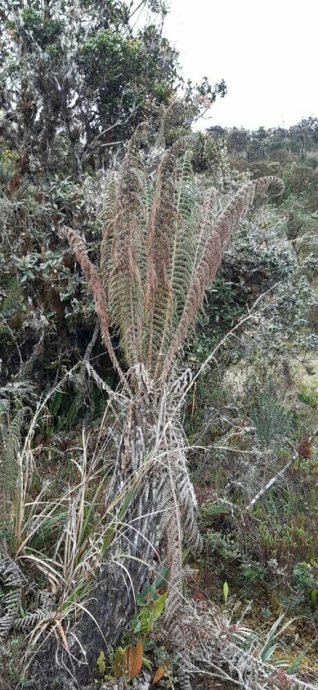 Dicksonia stuebelli bark