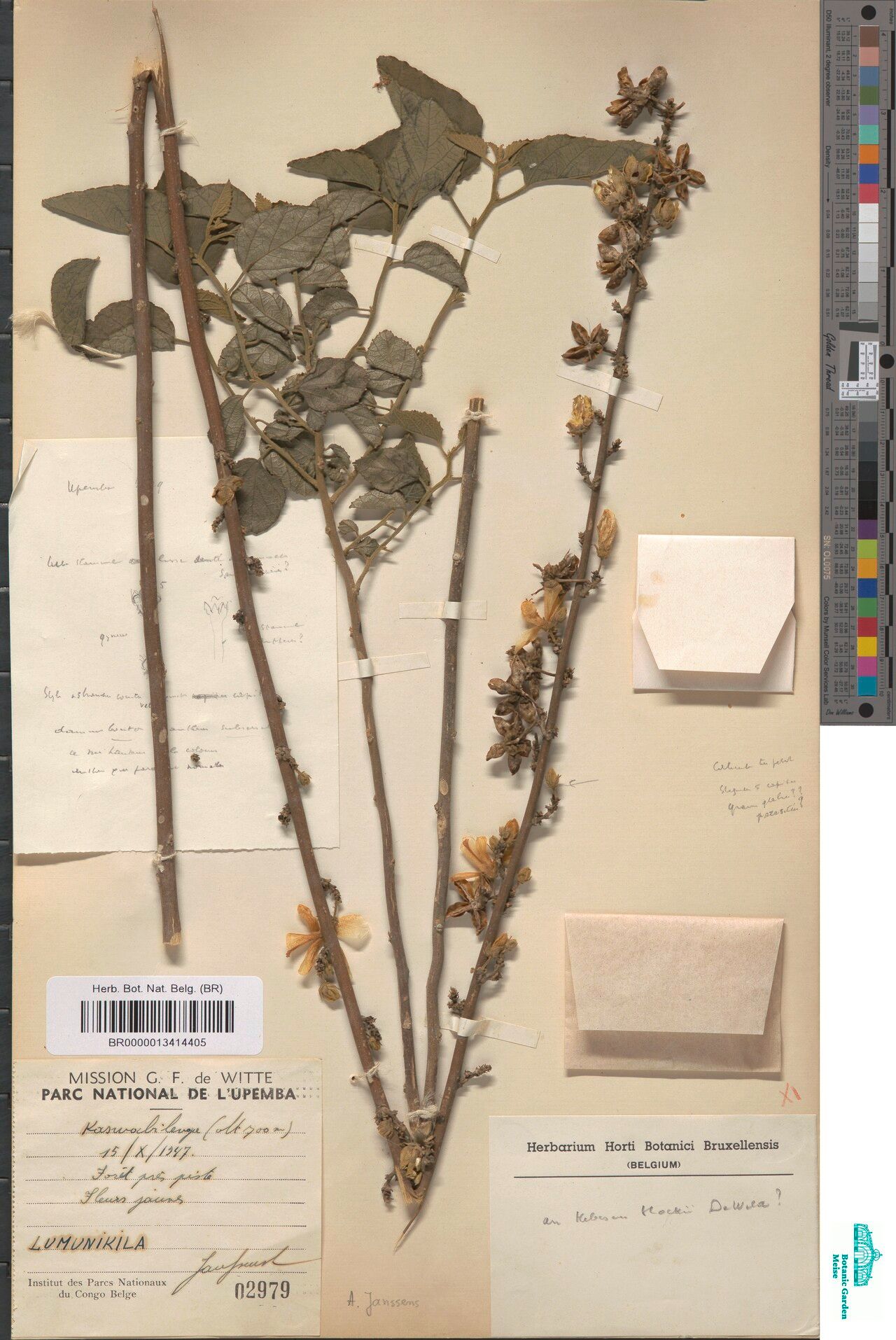 Hibiscus hockii — houseplant care guide