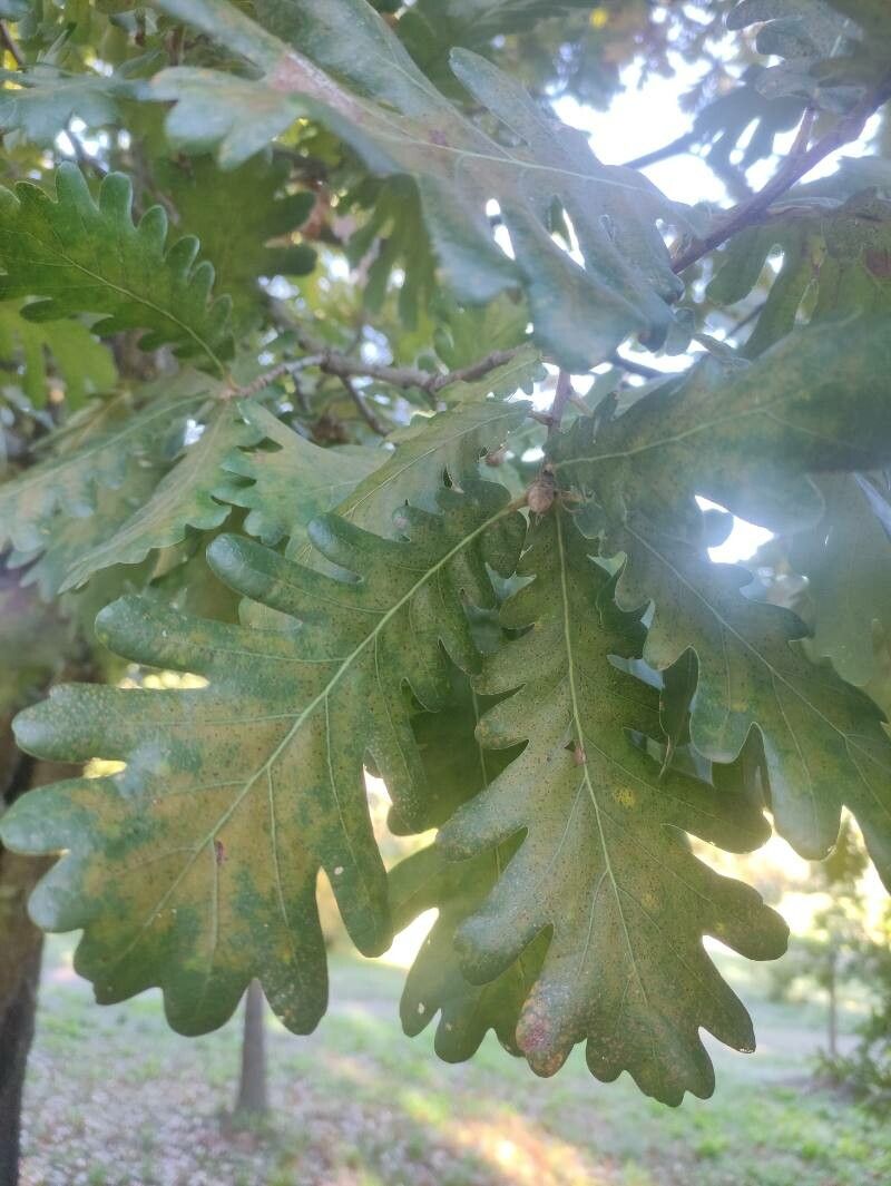 Quercus conferta leaf