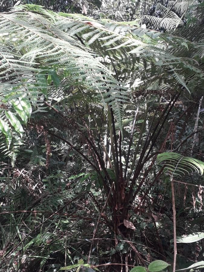 Pleocnemia hemiteliiformis — related species from the same genus