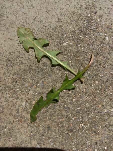 Taraxacum dens-leonis — search result for 'Compositae'