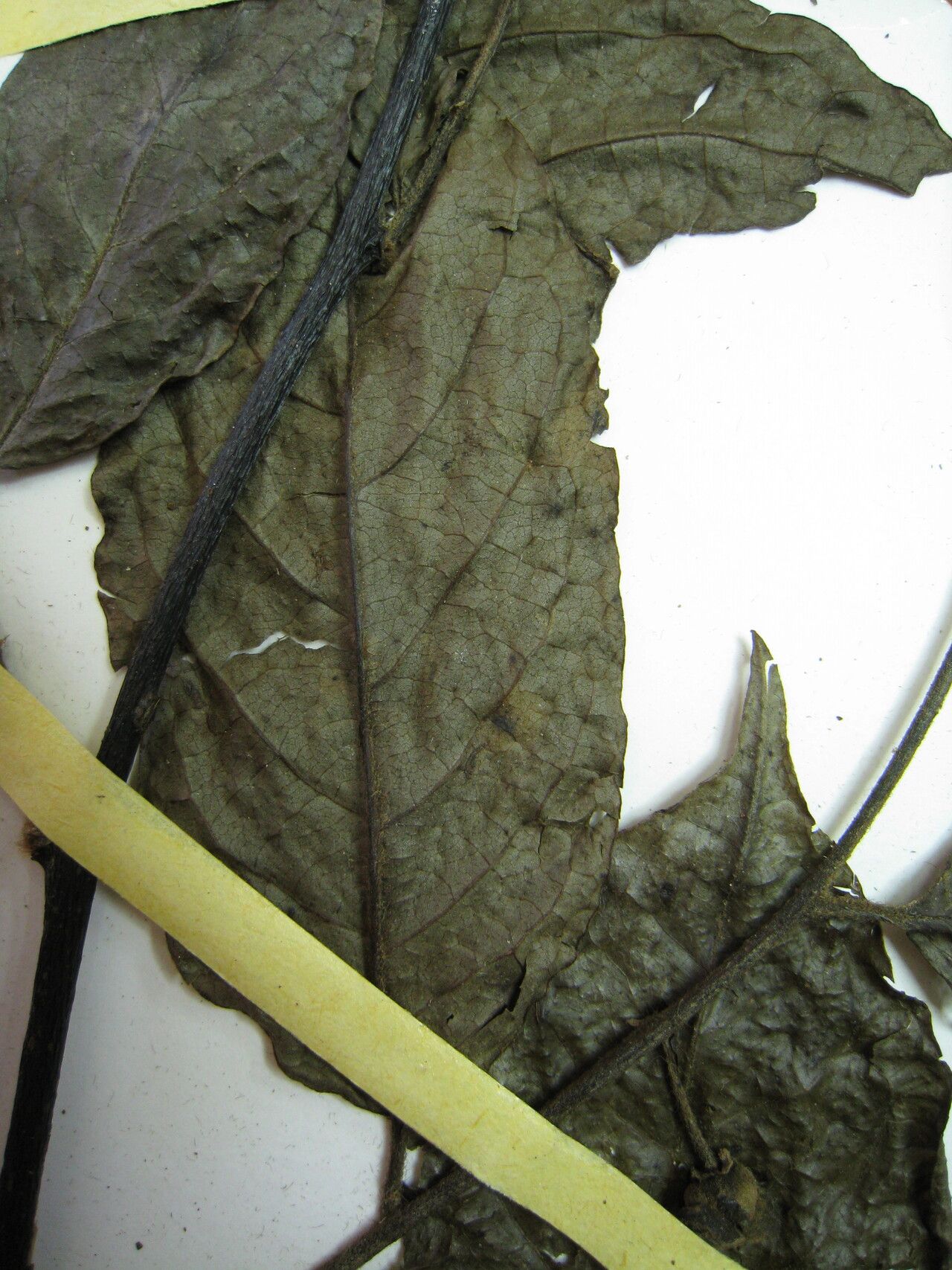 Annona cuspidata — search result for 'Annona'