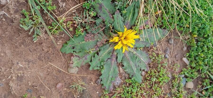 Hypochaeris eremophila habit