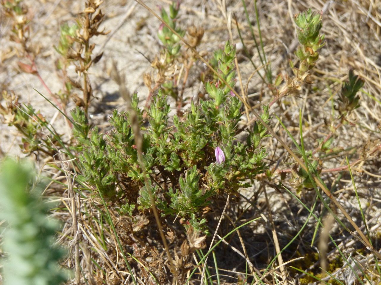 Ononis diffusa habit