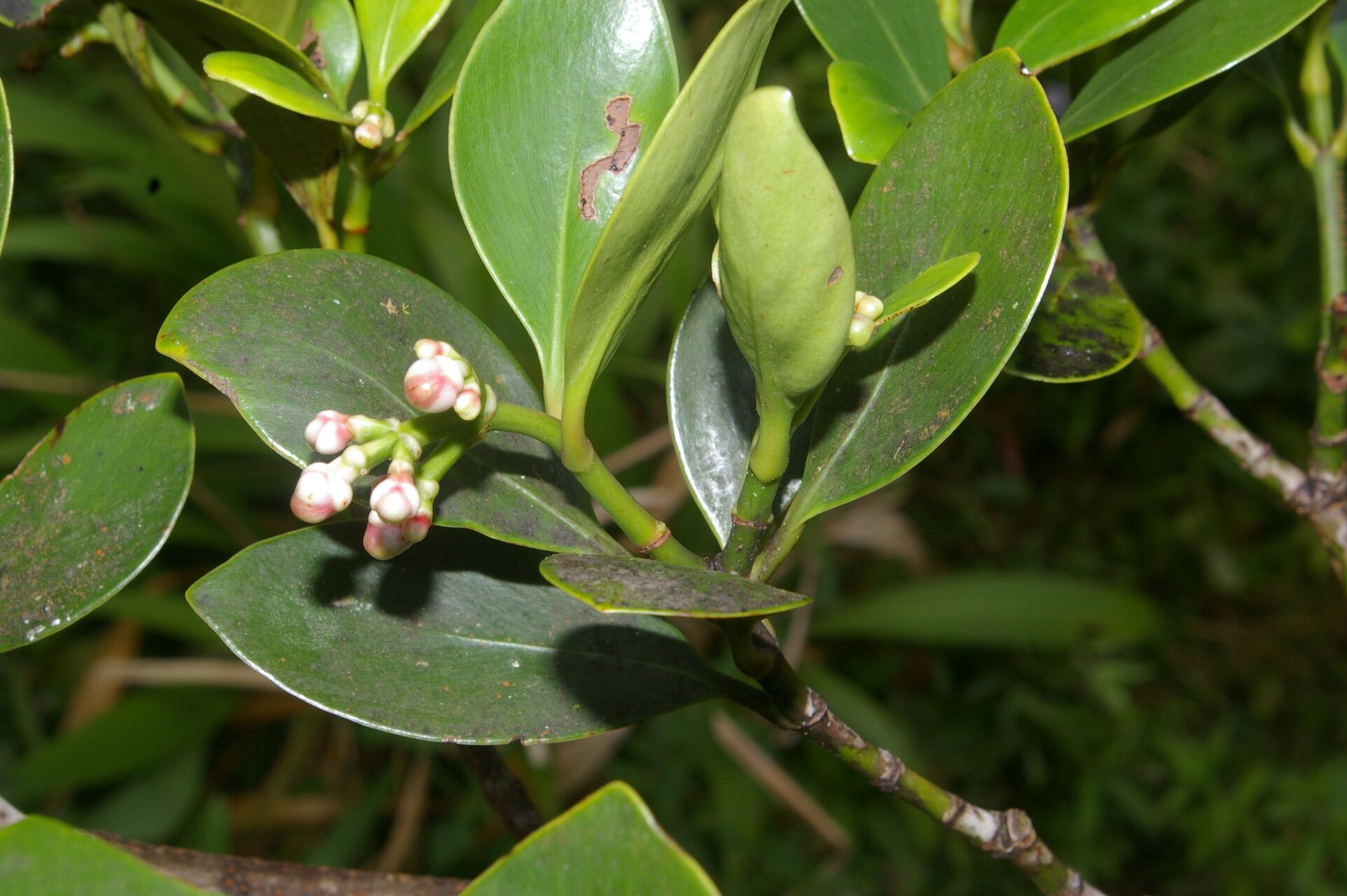 Clusia cylindrica flower