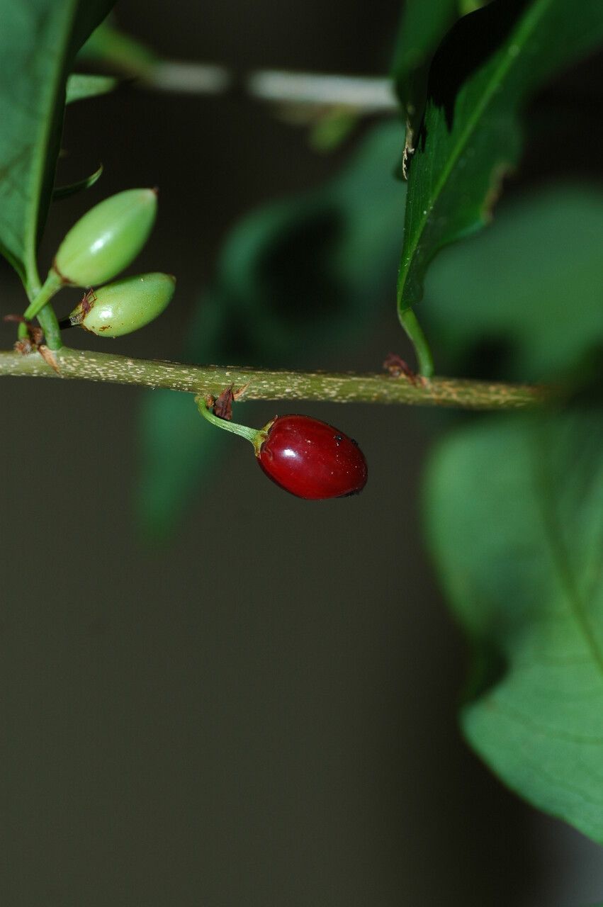 Erythroxylum frangulifolium — houseplant care guide