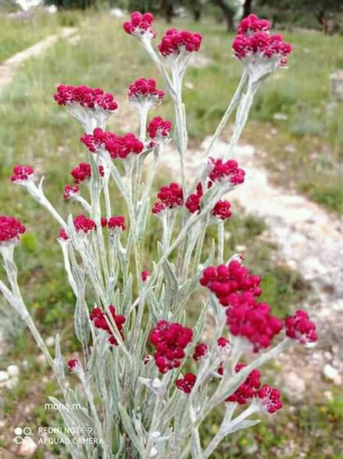 Helichrysum sanguineum habit