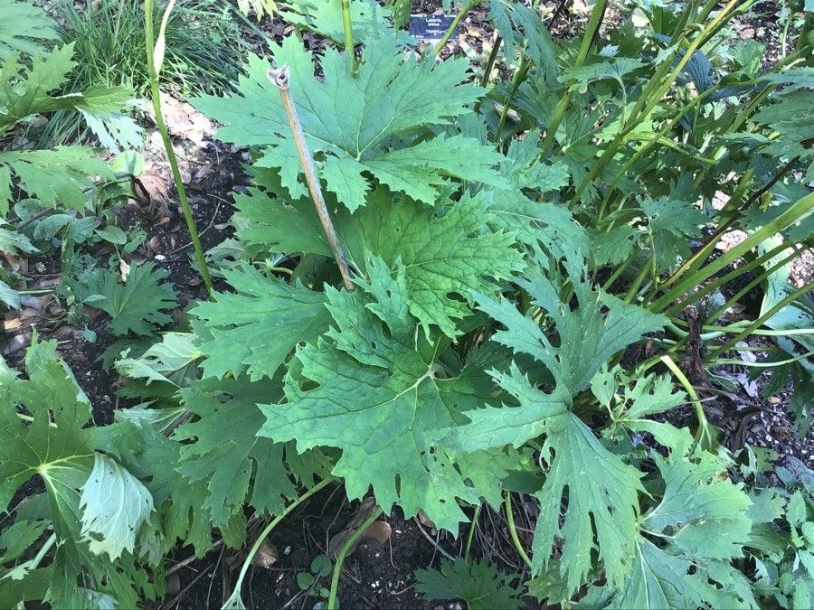 Ligularia japonica — search result for 'Ligularia'