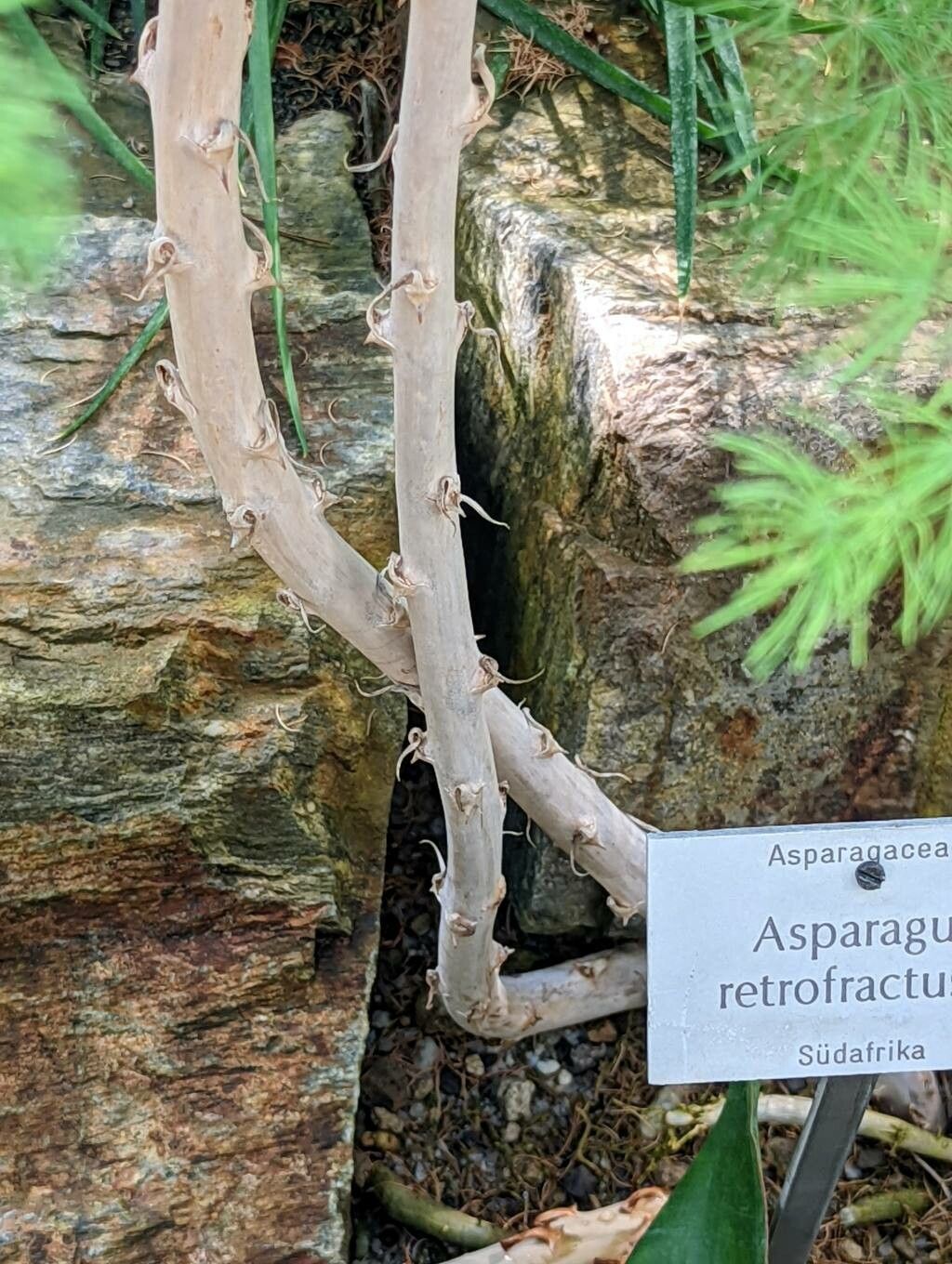 Asparagus retrofractus bark