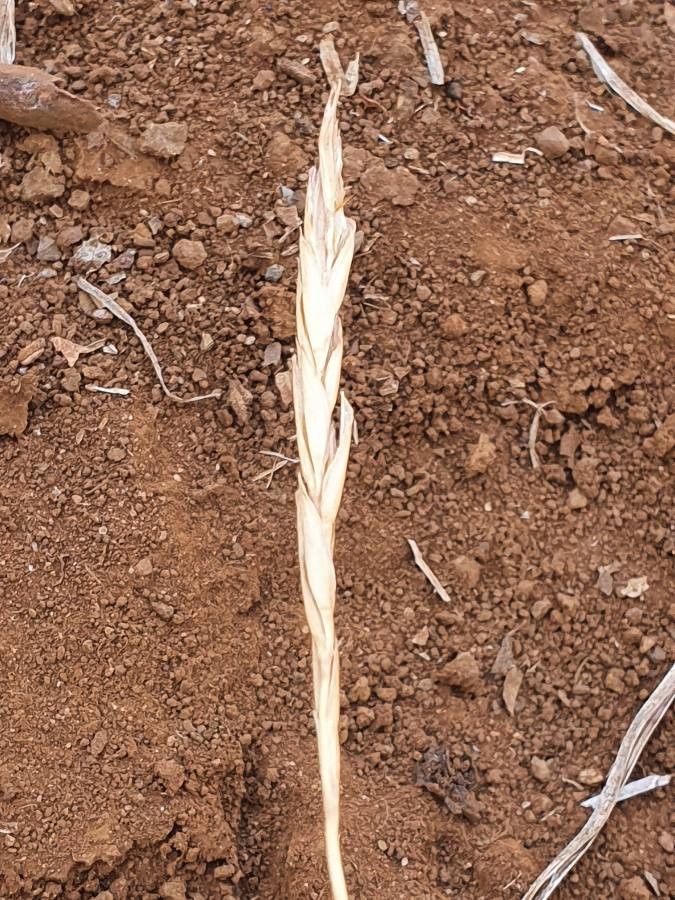 Heteropogon contortus fruit