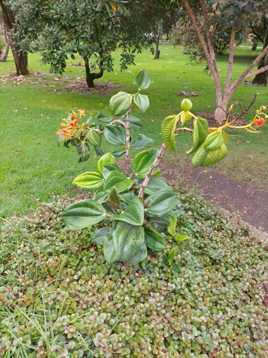 Meriania hernandi habit