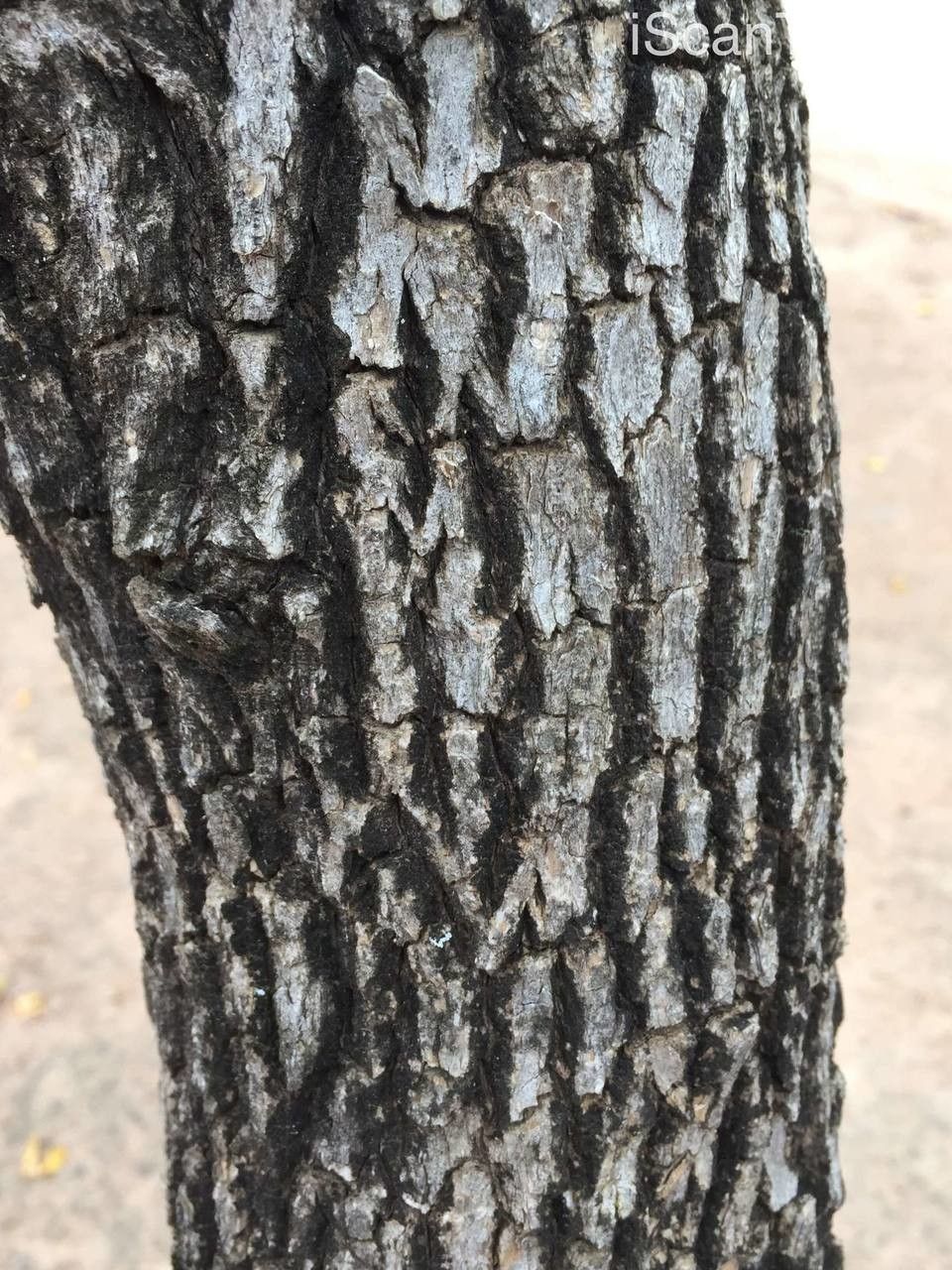 Vitex zeyheri bark