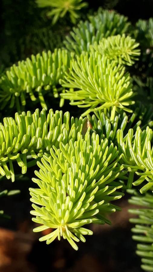 Abies lasiocarpa