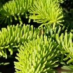 Abies lasiocarpa