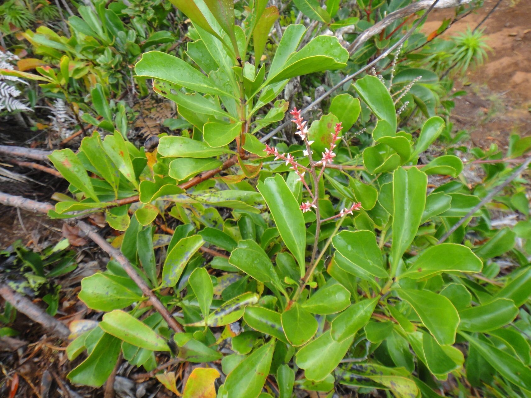 Beaupreopsis paniculata habit