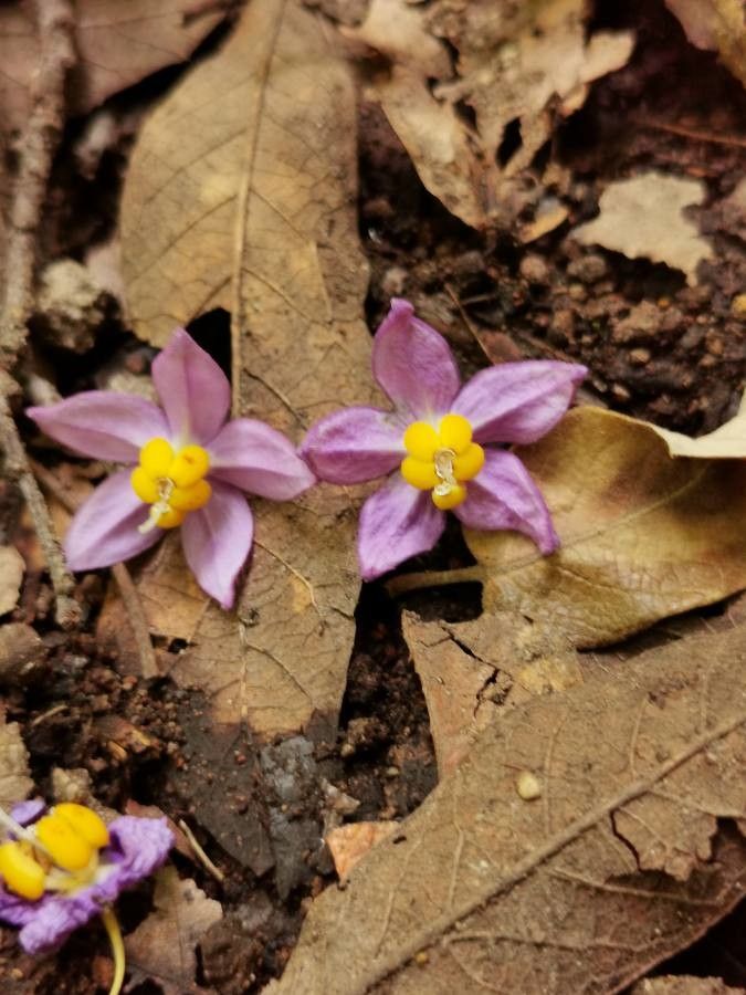 Solanum dulcamaroides flower