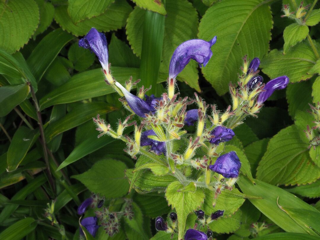 Strobilanthes atropurpurea flower