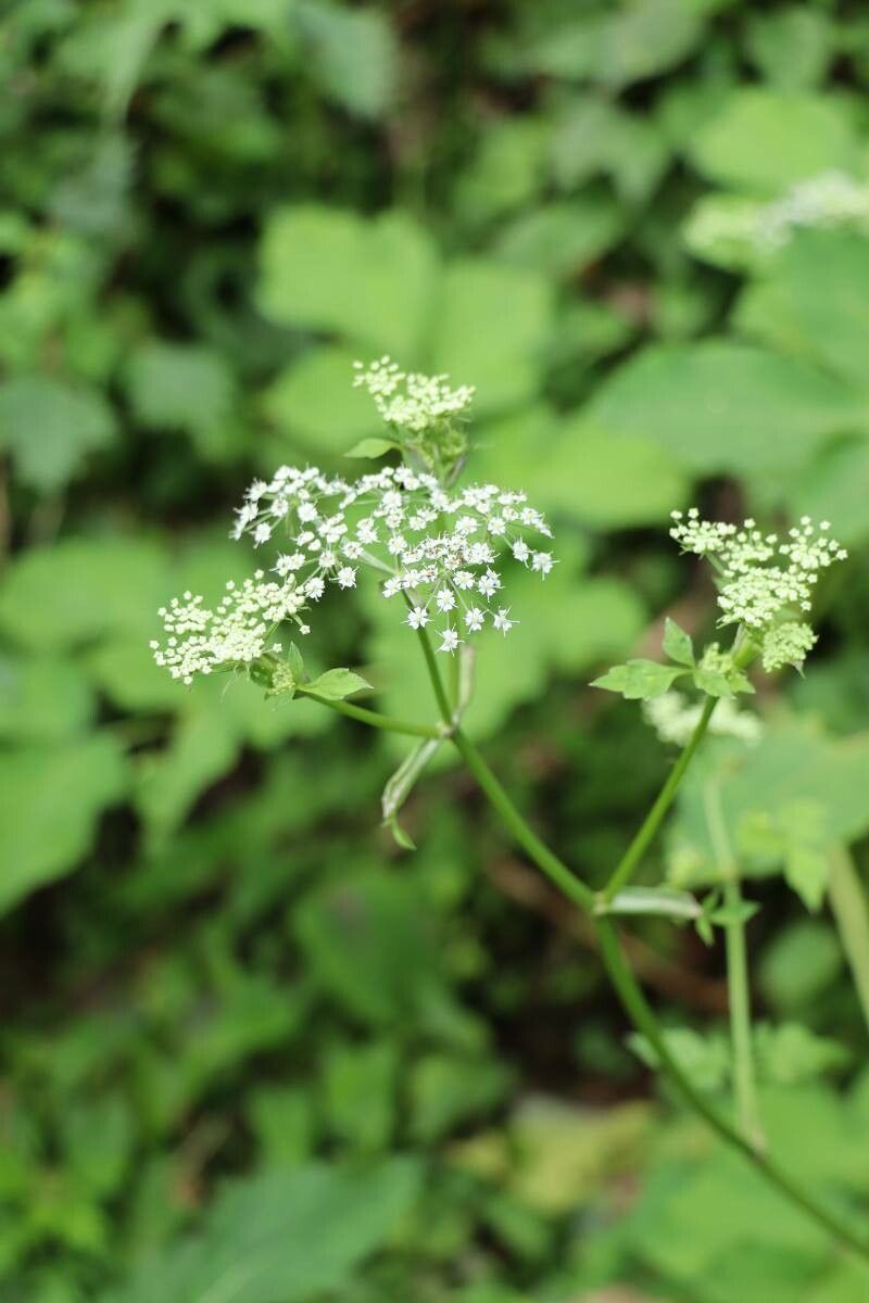 Ostericum sieboldii flower