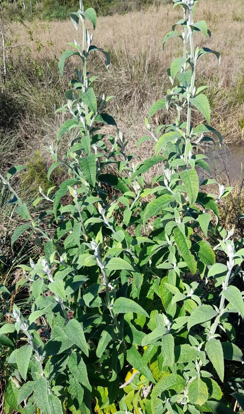 Buddleja stachyoides habit