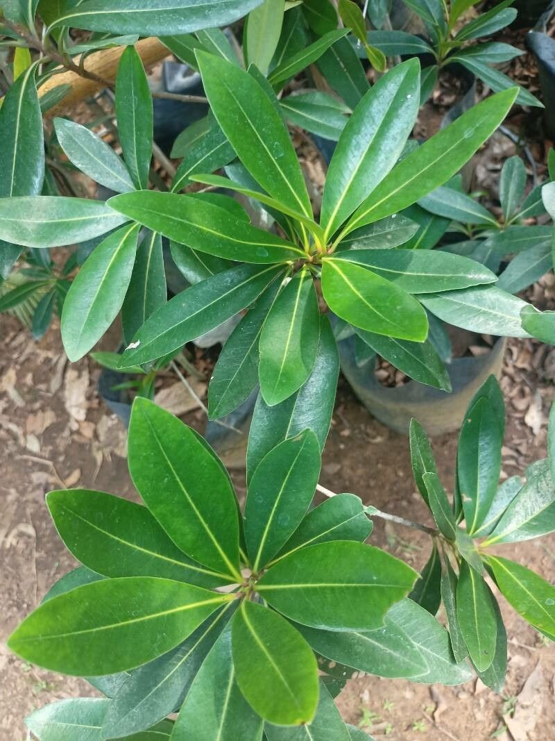 Myrsine coriacea leaf