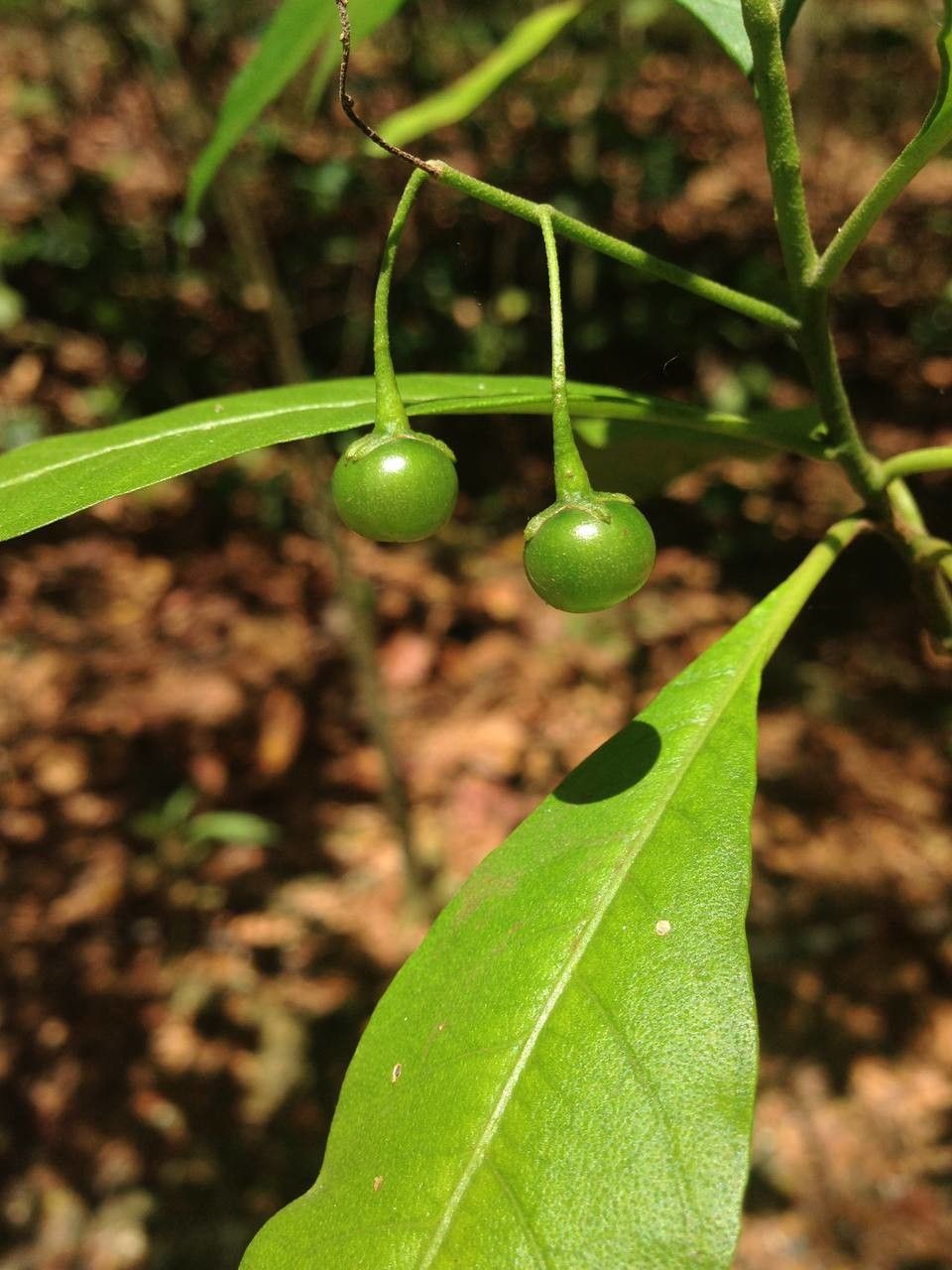 Solanum bahamense fruit