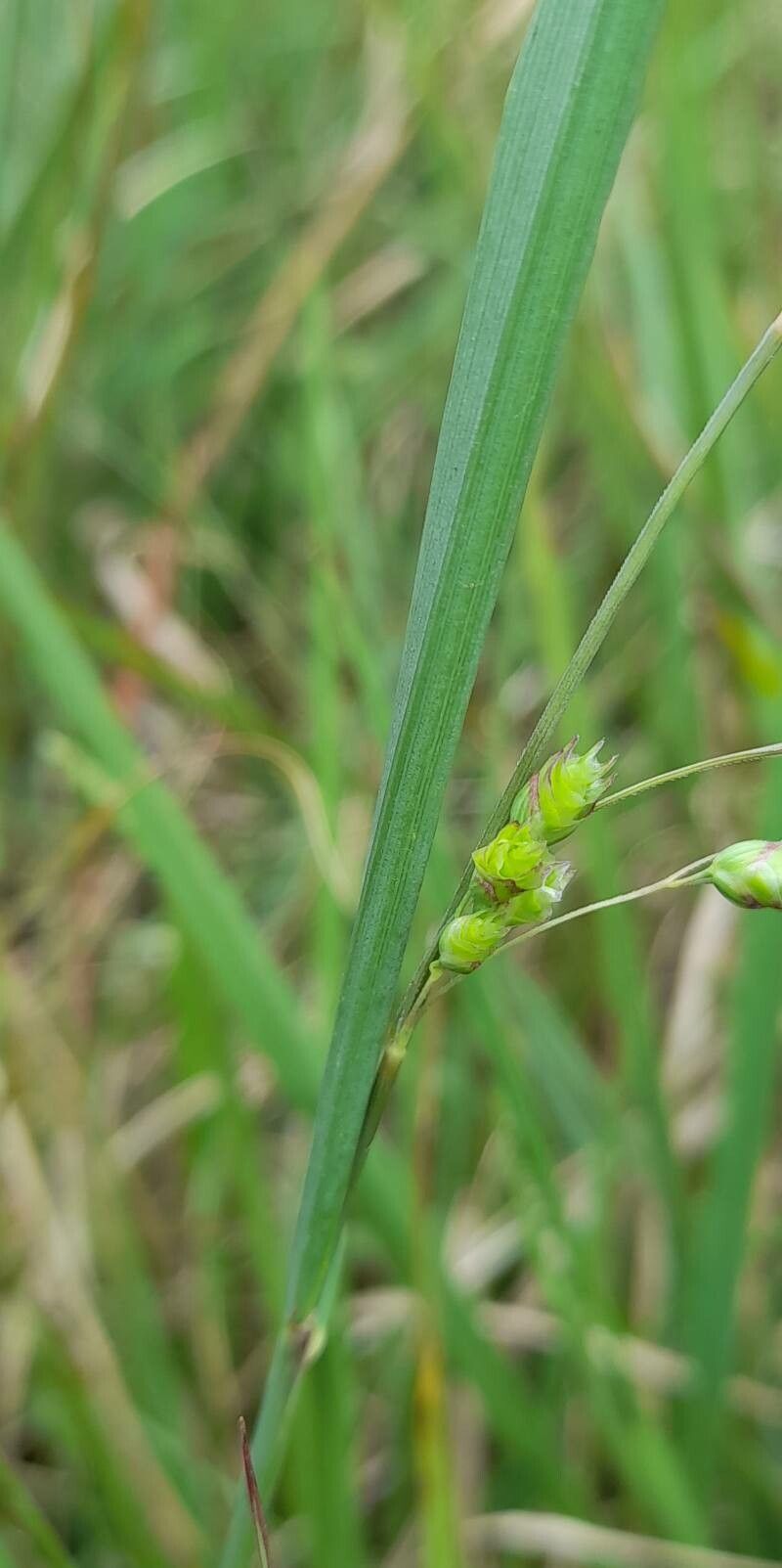 Chascolytrum subaristatum — houseplant care guide